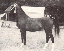 broodmare Simone (KWPN (Royal Dutch Sporthorse), 1976, from Kroonprins)