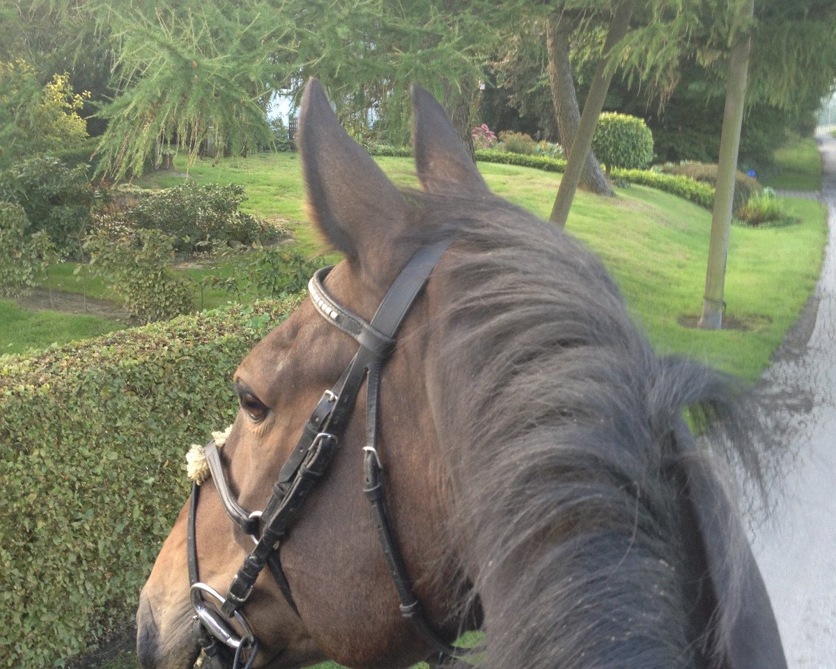 horse Solano (Westphalian, 2000, from Sir Schölling)