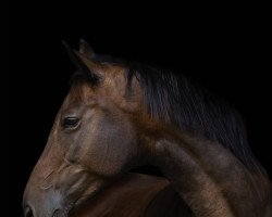 dressage horse O'Hara (Trakehner, 2008, from Summertime)