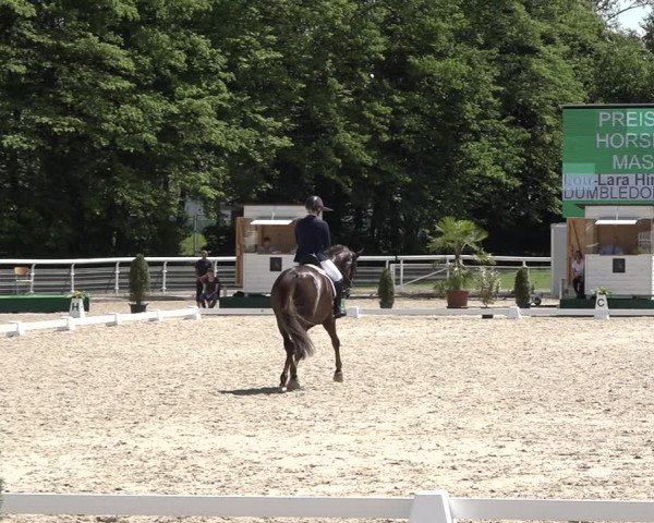 Reitturnier Dielsdorf, Horsepark 2021
