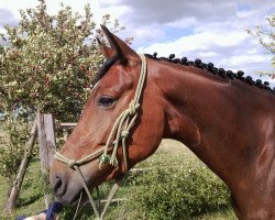 horse Fine Future 2 (German Sport Horse, 2003, from Future)