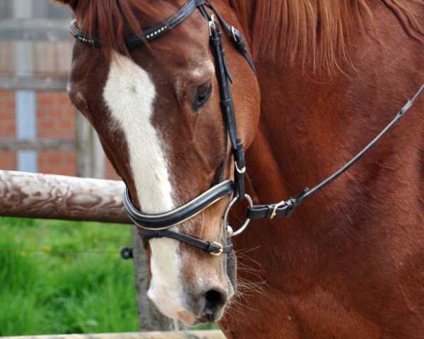 Pferd Rondino 7 (Westfale, 1994, von Resolut)