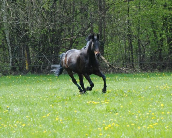 horse Chairman 12 (Rhinelander, 1996, from Charmant)