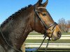 dressage horse Jacinto H (Westphalian, 2011, from Jazz Time)