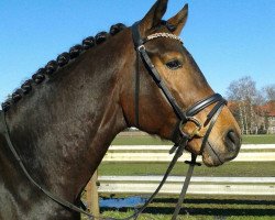 dressage horse Jacinto H (Westphalian, 2011, from Jazz Time)