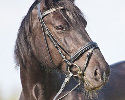 Pferd Eubana (Schweres Warmblut, 1998, von Geron)