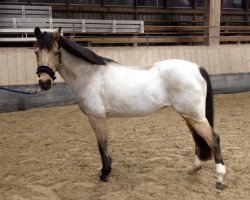 broodmare Diskena (German Riding Pony, 1996, from Diskus)