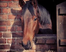 horse Rock Hudson (Oldenburger, 2013, from Rock Forever NRW)