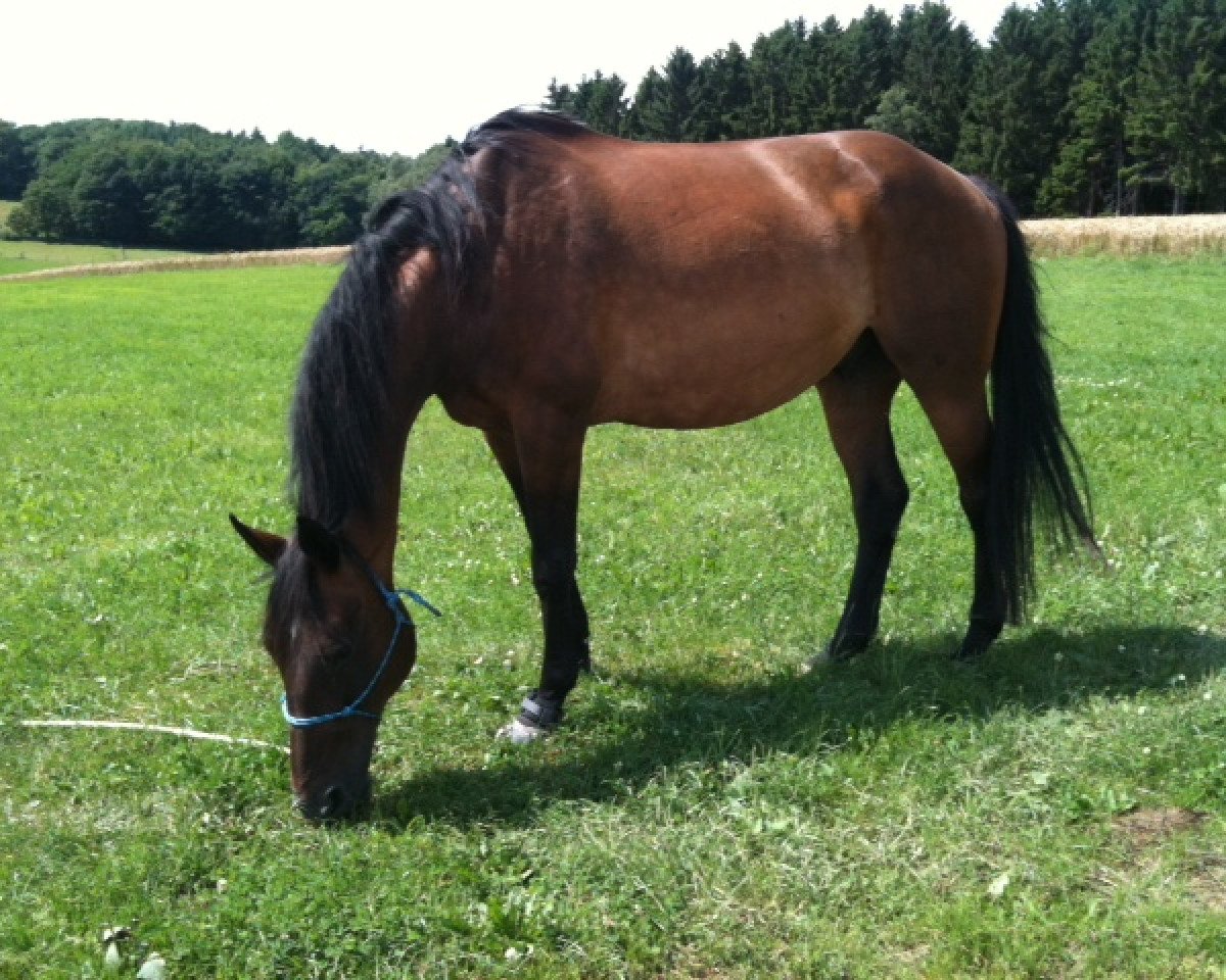 horse Lexion 2 (Bavarian, 1994, from Lord Extra)