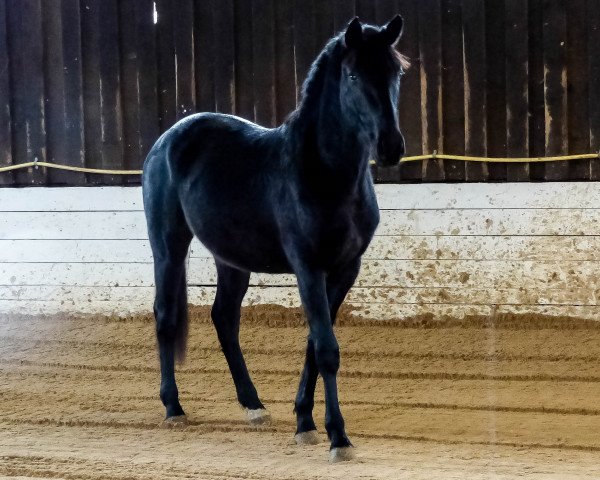 dressage horse Samurai (Oldenburg, 2012, from St. Moritz Junior)