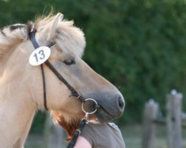 horse Belinda (Fjord Horse, 2005, from Merkur N.2743)