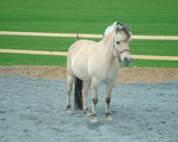 Pferd Julie (Fjordpferd, 2002, von Merkur N.2743)