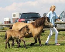 Pferd Pegasus von Kessen (Shetland Pony, 2012)