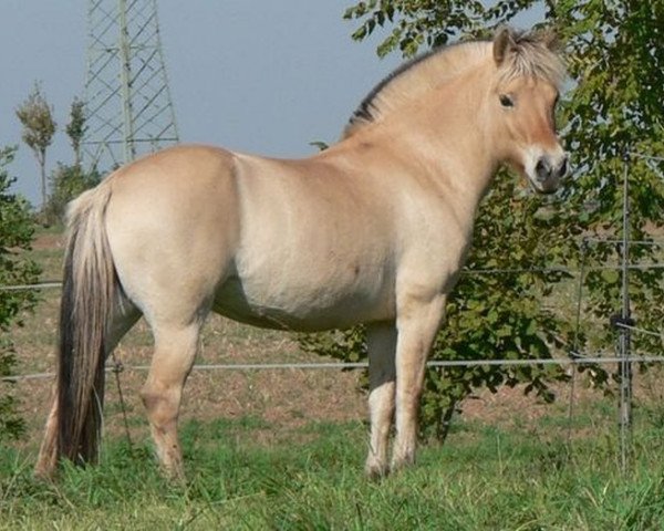 broodmare Lina (Fjord Horse, 2003, from Jannik Gærum)