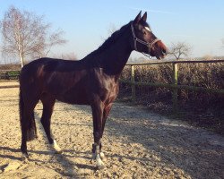 broodmare Batida de Coco 56 (Hanoverian, 2009, from Brentano II)