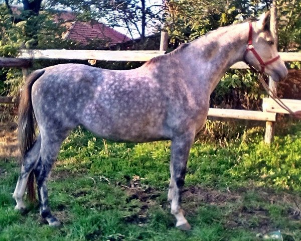 Pferd Dalma (Holsteiner, 2010, von Justboy)