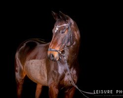 broodmare Beliece (Rhinelander, 2005, from Belissimo NRW)