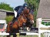 stallion Chacco-Fly (Oldenburg show jumper, 2006, from Chacco-Blue)