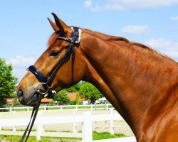 dressage horse For Eternity (Hanoverian, 2010, from Fürst Nymphenburg)