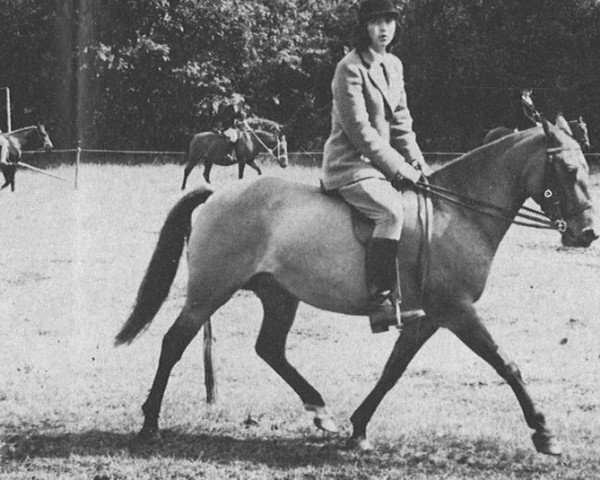 Zuchtstute Bull Hill Trudy (New-Forest-Pony, 1957, von Knightwood Spitfire)
