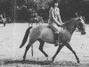 Zuchtstute Bull Hill Trudy (New-Forest-Pony, 1957, von Knightwood Spitfire)