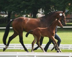 Springpferd Daddy's Destiny (Oldenburger Springpferd, 2012, von Comme il Faut)