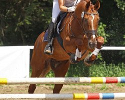 dressage horse Pedro SB (Westphalian, 1999, from Parademarsch I)