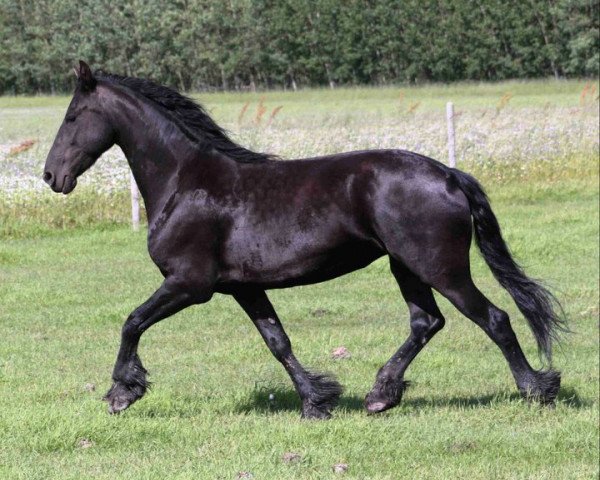 Pferd Imke Von Trippigleben (Friese, 2002, von Teunis 332)