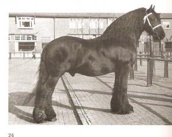 stallion Age 168 (Friese, 1942, from Mengelberg 145)