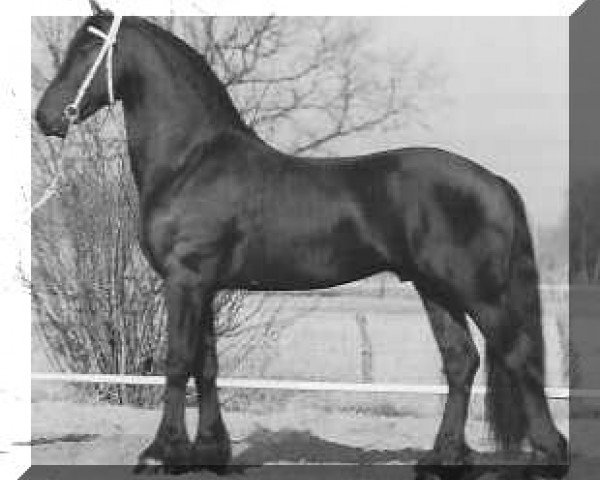 stallion Remmelt 323 (Friese, 1989, from Oege 267)