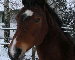 broodmare Lea-Luisa (German Riding Pony, 1993, from Luzern)