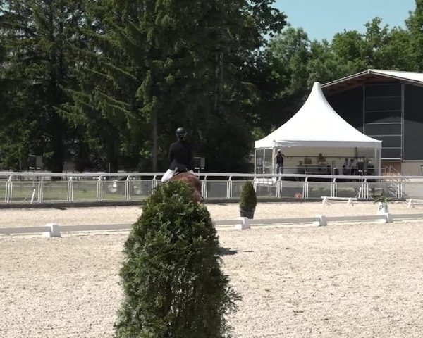 Reitturnier Dielsdorf, Horsepark 2021