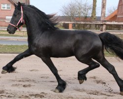 stallion Norbert Sohn (Friese, 2012, from Norbert 444)