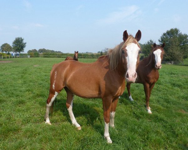 jumper Marwin (German Riding Pony, 2011, from Manchester)