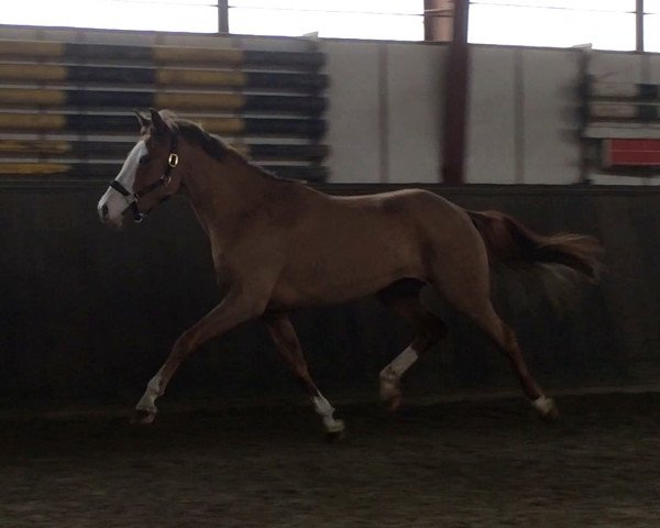 Springpferd Maja (Deutsches Reitpony, 2011, von Manchester)