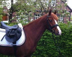 horse Veni Vidi Vici (German Riding Pony, 2010, from Viscount)