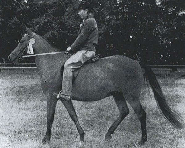 Zuchtstute Gaythorn Minx (New-Forest-Pony, 1955, von Forest Horse)