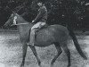 broodmare Gaythorn Minx (New Forest Pony, 1955, from Forest Horse)