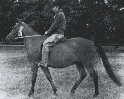 broodmare Gaythorn Minx (New Forest Pony, 1955, from Forest Horse)