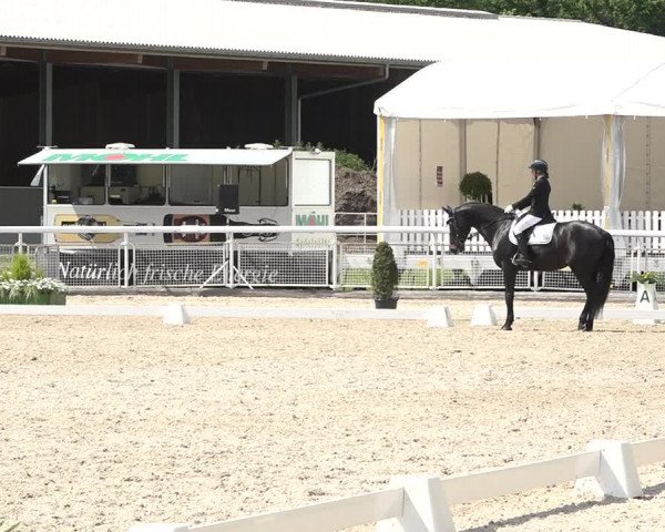 Reitturnier Dielsdorf, Horsepark 2021