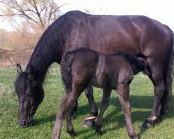 Pferd Blaky (Pfalz-Ardenner, 2015, von Belissimo NRW)