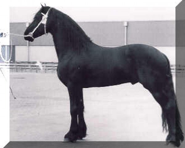 stallion Sander (Friese, 1978, from Mark 232)