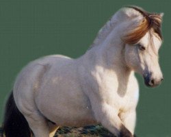 stallion Solbjør Borken (Fjord Horse, 1997, from Säthersblakken 2 F)