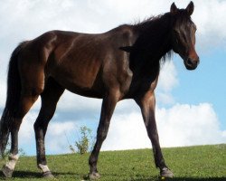 Pferd Giacos Doll (Kanadisches Warmblut, 2011, von Giacomo)