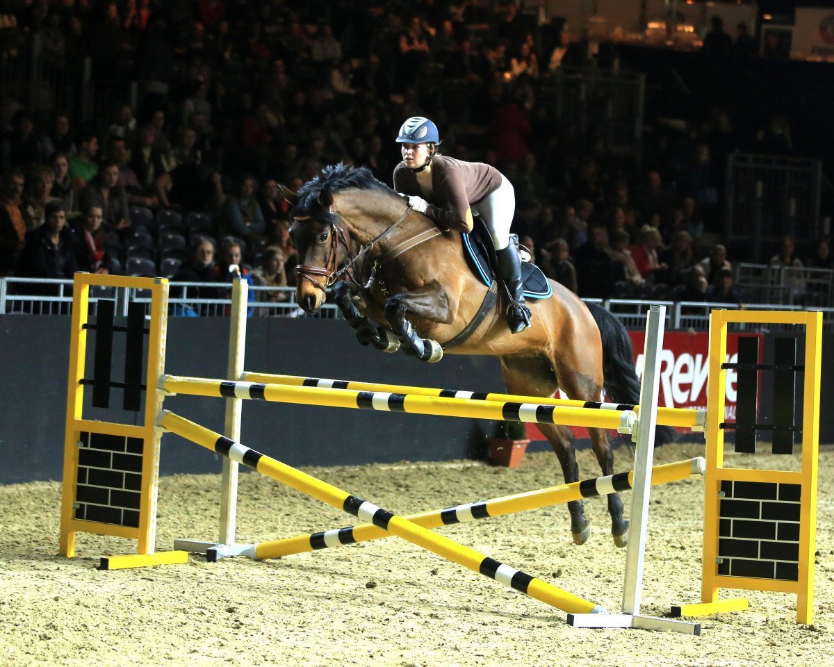 jumper Cinderella 555 (Oldenburg, 2003, from Concetto)