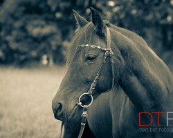 broodmare Valeska 67 (German Riding Pony, 1996, from Vulkan)