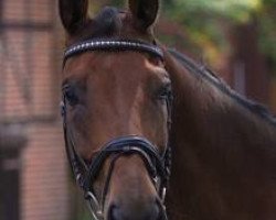 dressage horse Mister Murphy 9 (Hanoverian, 2002, from More and More)