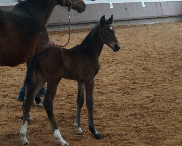 jumper Sunrise Lilly SG (Bavarian, 2015, from Rasso Royal)