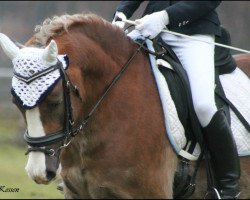 broodmare Kim Kiwi (German Riding Pony, 2006, from Morning Risto)