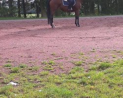 broodmare Amsel XVII (Trakehner, 2001, from Pondor)